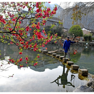 湖南江永: 春到瑶寨桃花艳（组图）