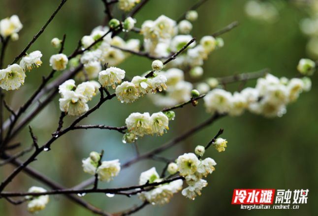 春天的故事丨冷水滩：梅花盛开春意浓