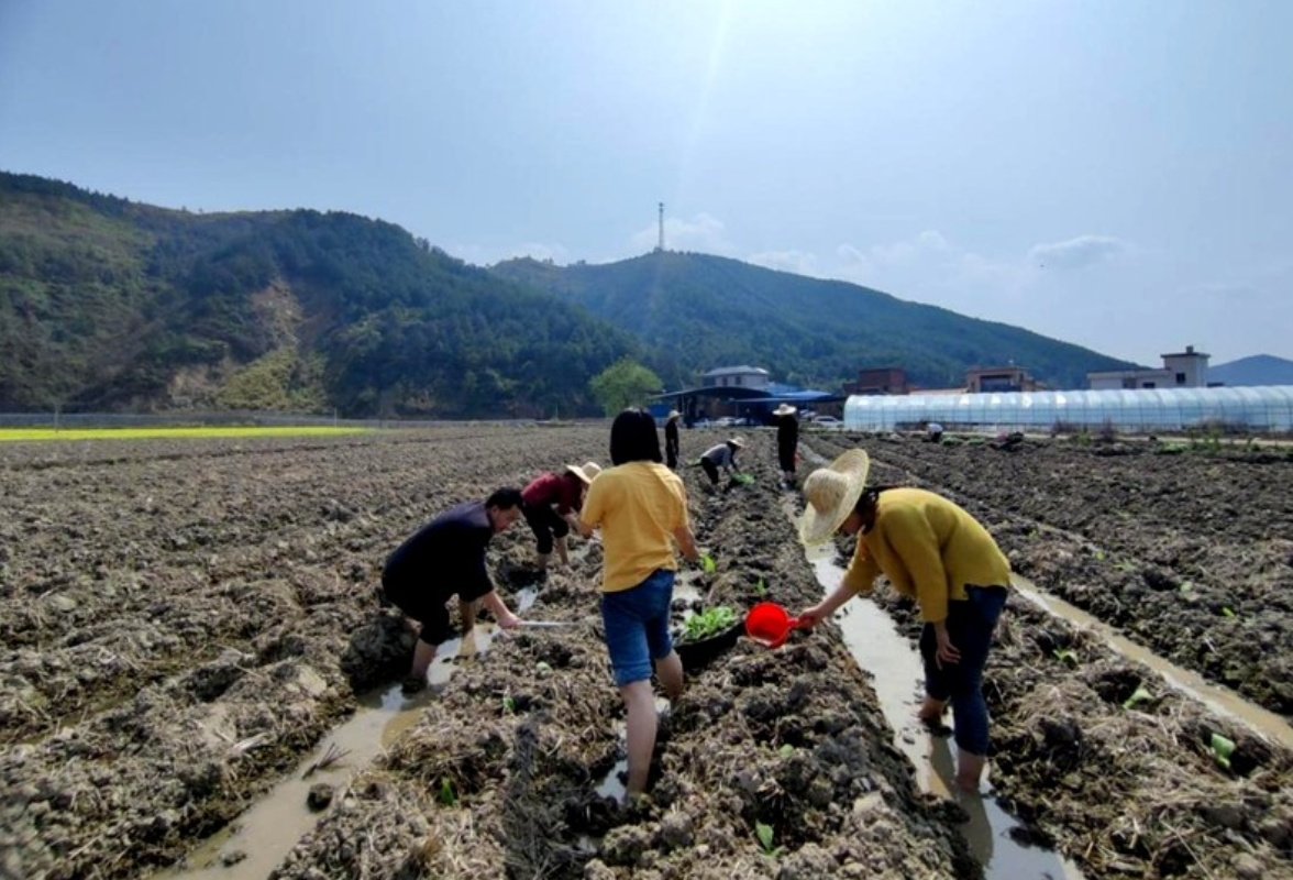 抢抓时节，不误农时，新田县2000余名机关干部助农移栽烤烟