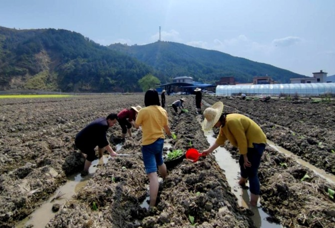抢抓时节，不误农时，新田县2000余名机关干部助农移栽烤烟
