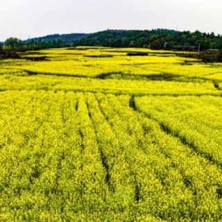 东安：油菜花开春意浓(组图)