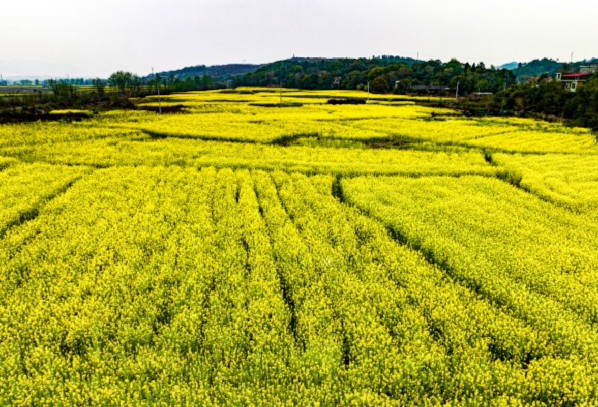 东安：油菜花开春意浓(组图)