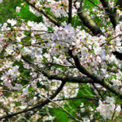 蓝山县湘江源瑶族乡坪源村：阳春三月樱花开 美丽经济旺乡村