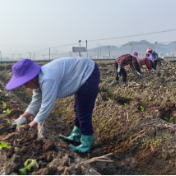 江华涛圩镇：春耕好时节 烟叶移栽忙