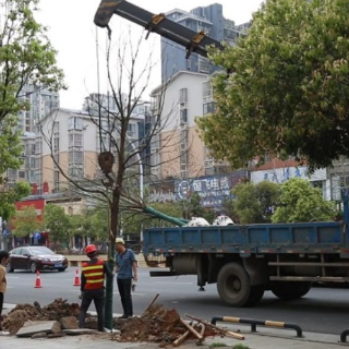 冷水滩：道路“焕”新颜 城市添新绿