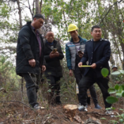 冷水滩：除治松材线虫病 守护森林“一片绿”