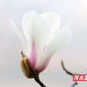 冷水滩：有一抹春色叫玉兰花开（组图）