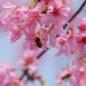 组图丨冷水滩：春暖花开时 蜜蜂采蜜忙