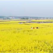 美好双牌丨《花海·枫木山》