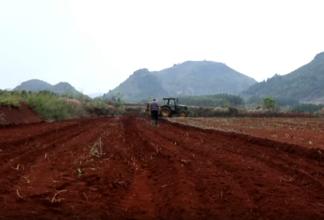 视频丨湖南新田：“大豆+玉米”复合种植 农户实现“一地双收”