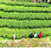 双牌桃花坳：高山野茶吐新芽 又是一年茶香时