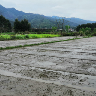 江永：督导早稻生产 保障粮食安全