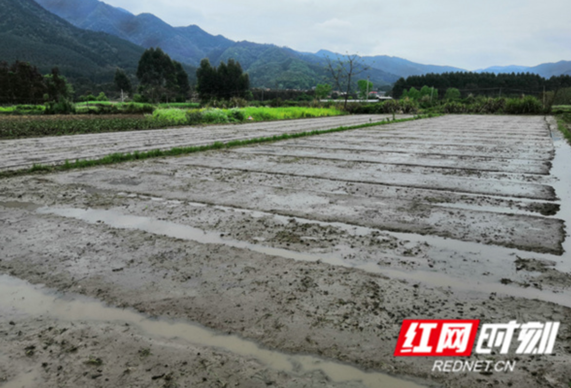江永：督导早稻生产 保障粮食安全