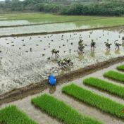 冷水滩：抢抓农时解民忧 军民齐心插秧忙