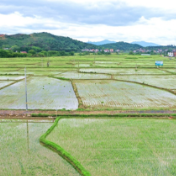 筑牢粮食生产根基 冷水滩区全面落实耕地保护