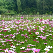 视频丨双牌阳明山：格桑花开 乡村如画