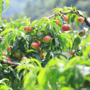 江永：香花井“桃花谷”成游客打卡网红地