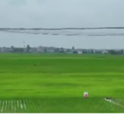 永州：以绿色低碳引领水稻产业高质量发展