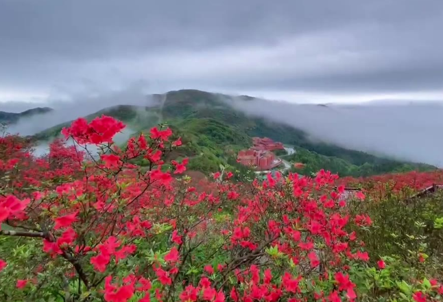 视频丨立夏日 双牌阳明山的花海与云海碰了个满怀