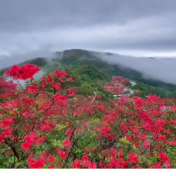 视频丨立夏日 双牌阳明山的花海与云海碰了个满怀