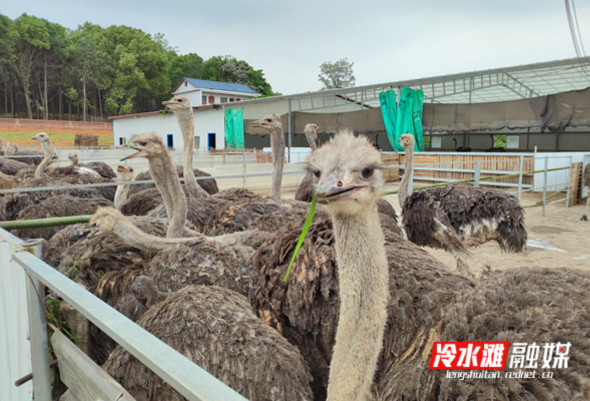 冷水滩孟公山村：党建引领激活乡村振兴新引擎