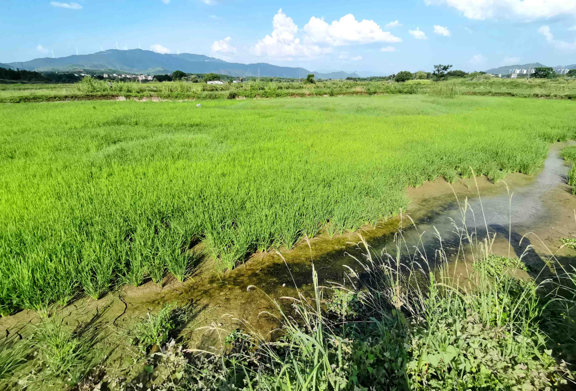 蓝山：探索稻虾种养新模式 开辟助农增收新路径