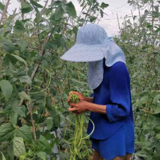 冷水滩：千亩豆角迎丰收 村民增收笑开颜