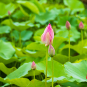 冷水滩：初夏时节 荷花含苞待放（组图）