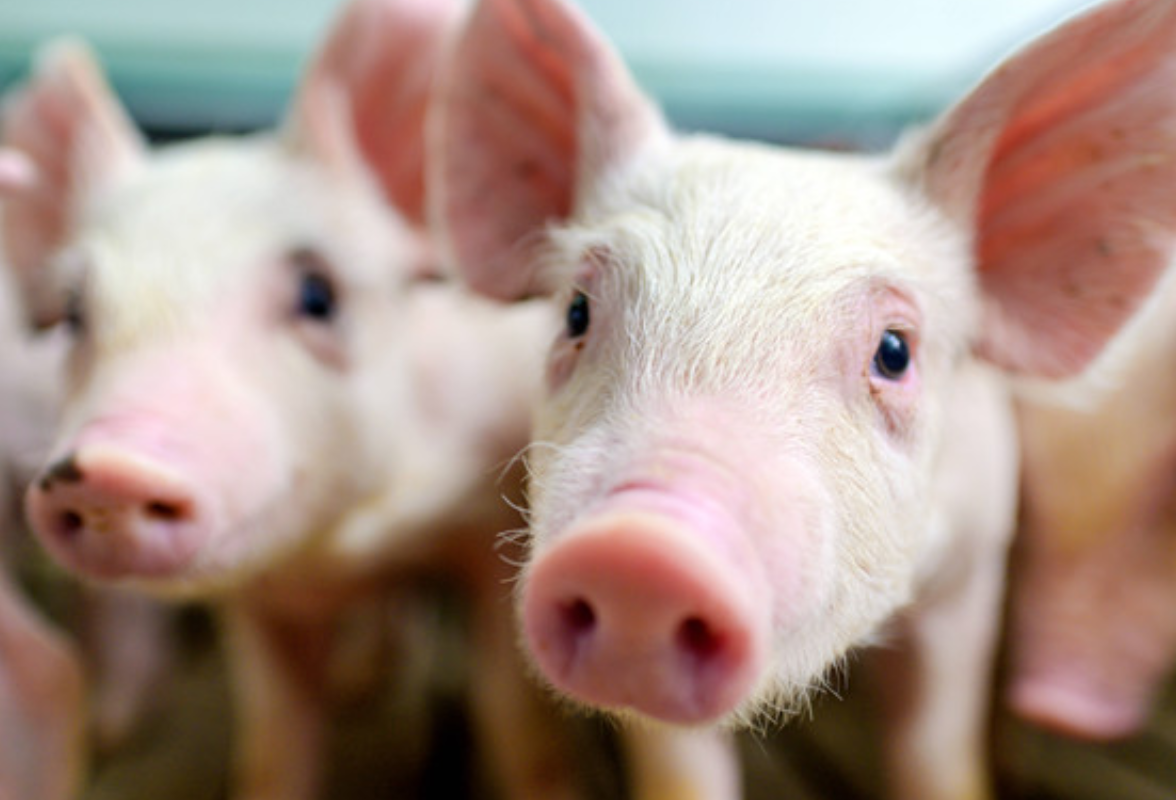 打好“发展六仗”推动高质量发展丨绿色养殖助推永州生猪产业转型升级