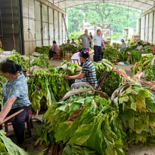 江华涛圩镇：烤烟丰收赶“烤”忙