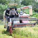 冷水滩：23.61万亩早稻丰收在望