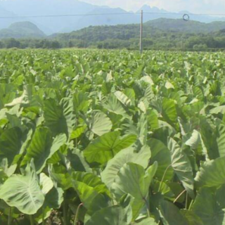 江永打造香芋全产业链助农致富