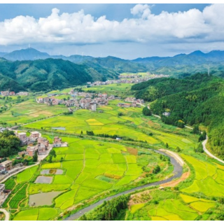 蓝山：稻花飘香乡村美（组图）