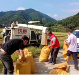 双牌县单江村： 风吹稻花香 丰收喜在望