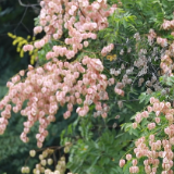 江华：滨江沿街路秋来栾花开