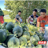 冷水滩区：西瓜“错时”甜蜜上市 促瓜农增收