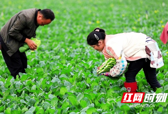 双语丨永州新田：把藏着“长寿密码”的蔬菜卖到全世界