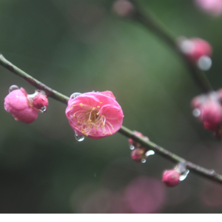 湖南道县：大寒时节梅飘香（组图）