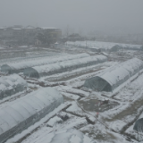 祁阳：农技人员指导种植大棚清雪保温