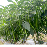 双牌县花坪村：小辣椒“链”起富民路