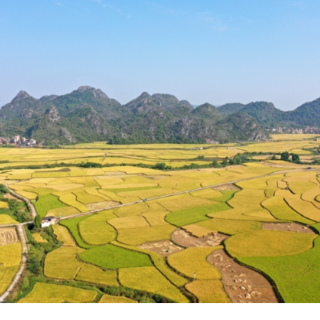 视频丨湖南新田：秋天最美的样子——满地金黄是丰收