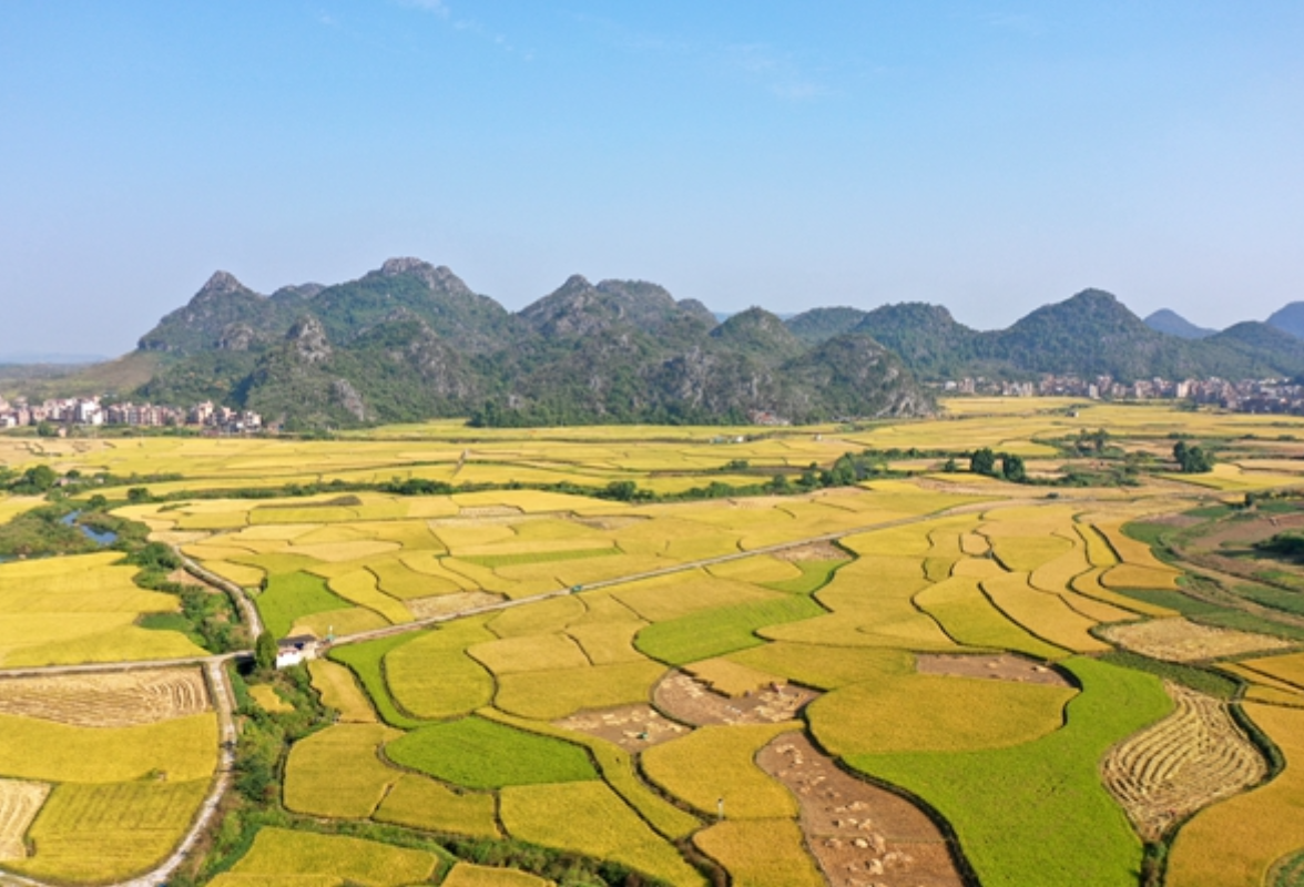 视频丨湖南新田：秋天最美的样子——满地金黄是丰收