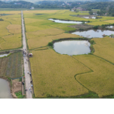 祁阳：微生物菌剂为5000亩晚稻提供绿色发展密码