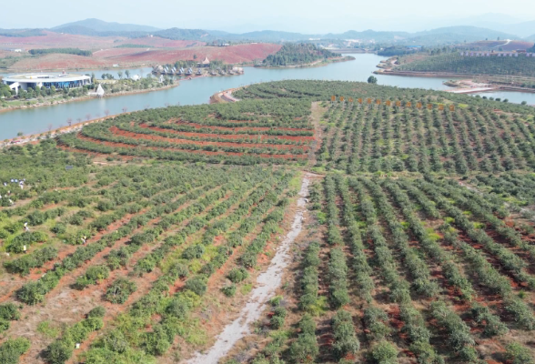 祁阳：霜降好时节 油茶采摘忙