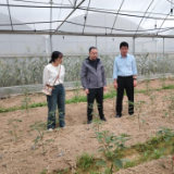 江华：曹斌到大圩镇调研重点项目建设和产业发展情况