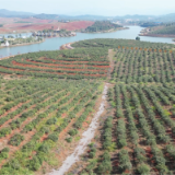 祁阳：霜降好时节 油茶采摘忙