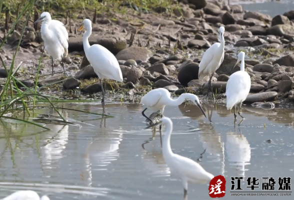 江华涔天河国家湿地公园白鹭纷飞