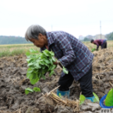 蓝山县：油菜移栽忙 轮作促增收