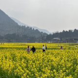 永州十场花事丨零陵周家大院：油菜花开春意浓 古村踏青正当时