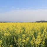 永州十场花事丨祁阳：春光灿烂无限好 油菜花开遍地黄